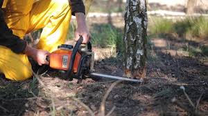 Professional Tree Services in Hillsboro, IL