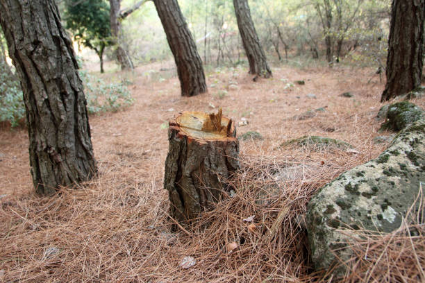 How Our Tree Care Process Works  in  Hillsboro, IL